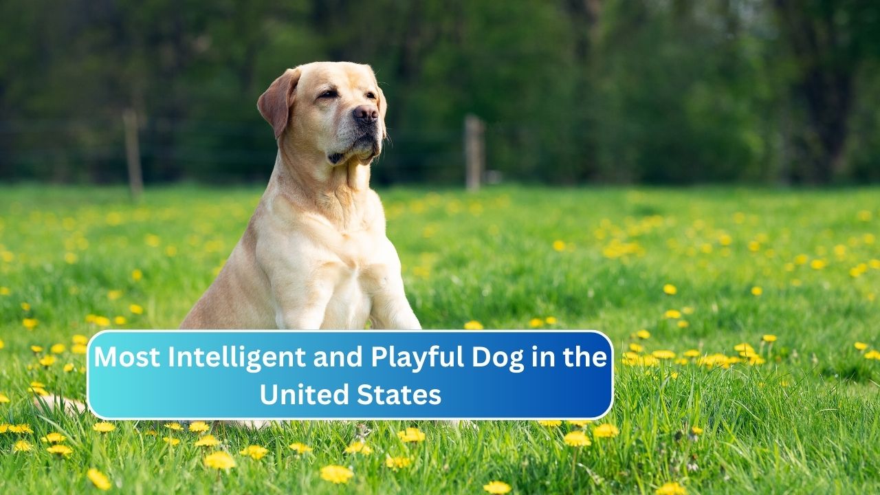 Most Intelligent and Playful Dog in the United States