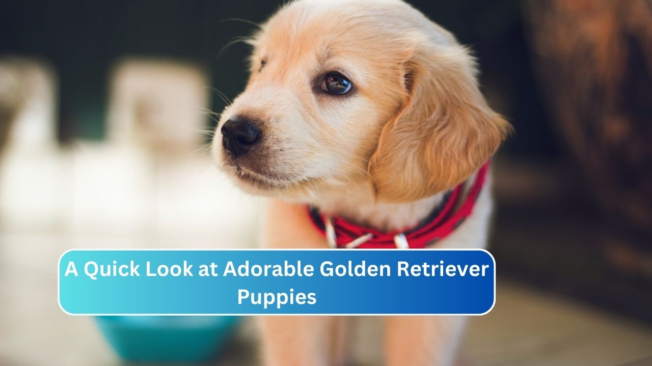 A Quick Look at Adorable Golden Retriever Puppies