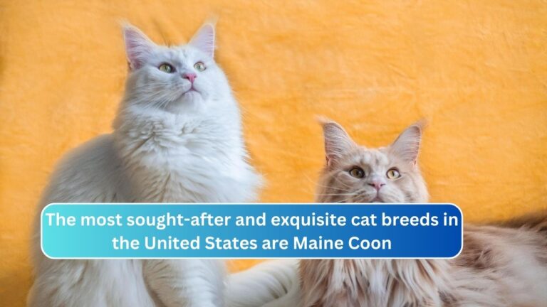 The most sought-after and exquisite cat breeds in the United States are Maine Coon
