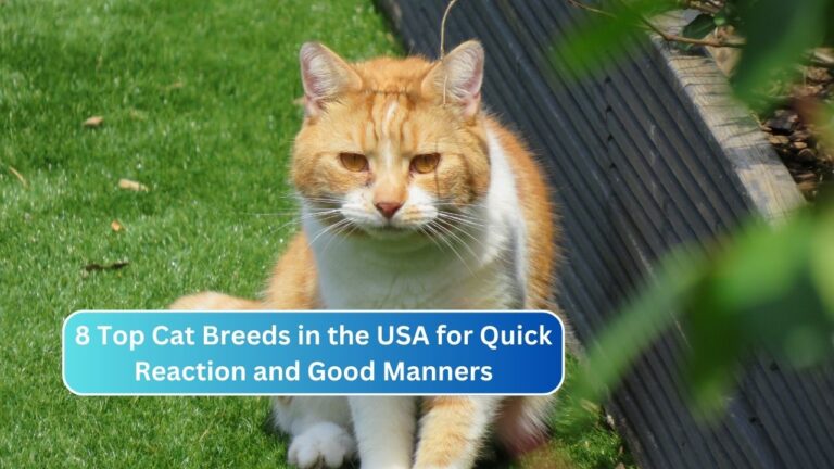 8 Top Cat Breeds in the USA for Quick Reaction and Good Manners