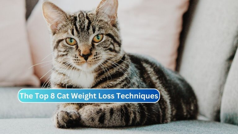 The Top 8 Cat Weight Loss Techniques