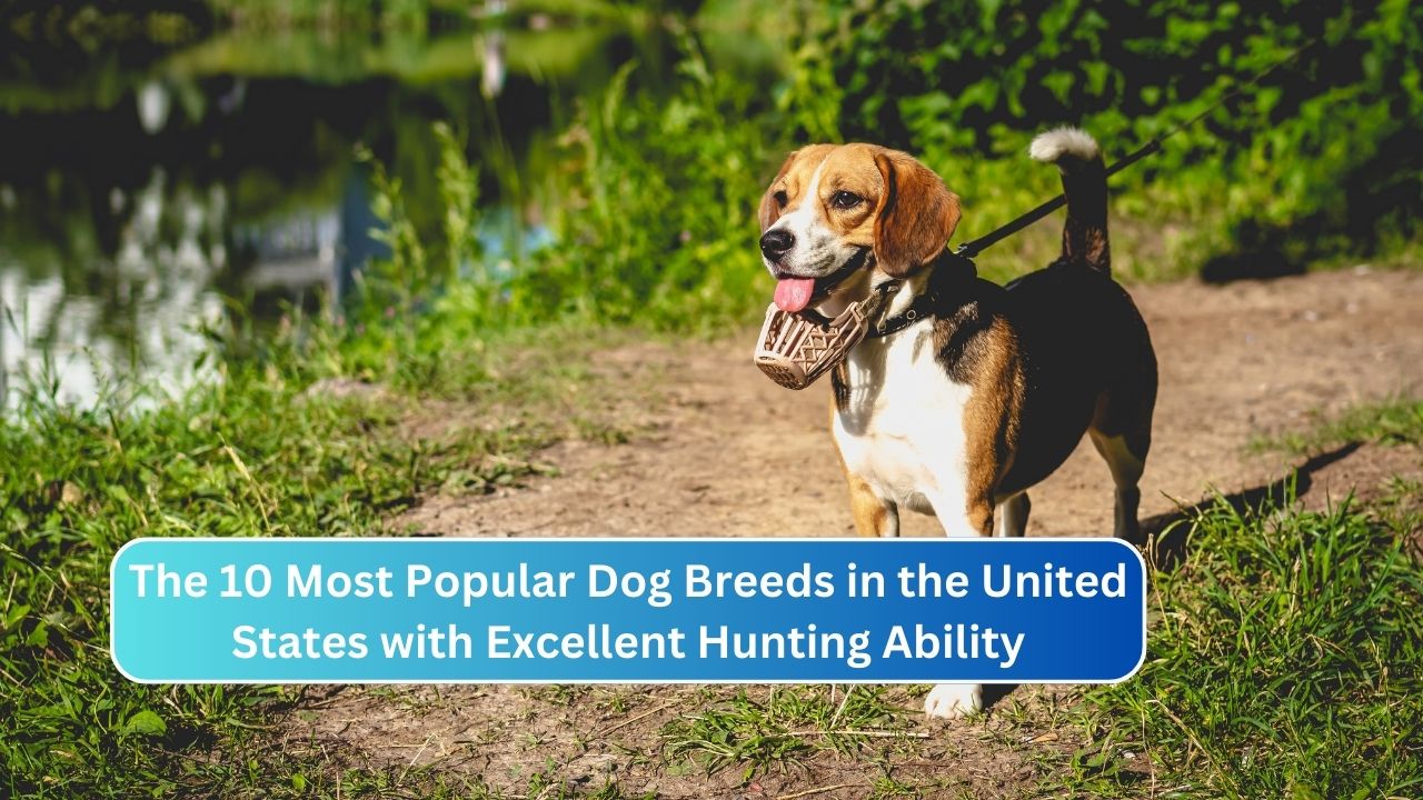 The 10 Most Popular Dog Breeds in the United States with Excellent Hunting Ability