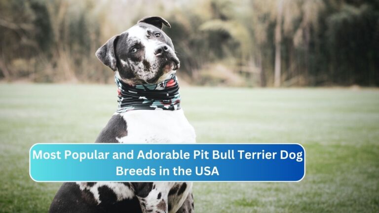 Most Popular and Adorable Pit Bull Terrier Dog Breeds in the USA