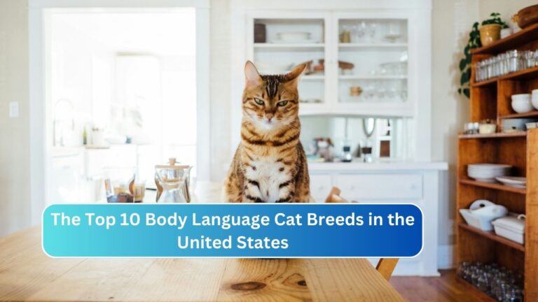 The Top 10 Body Language Cat Breeds in the United States