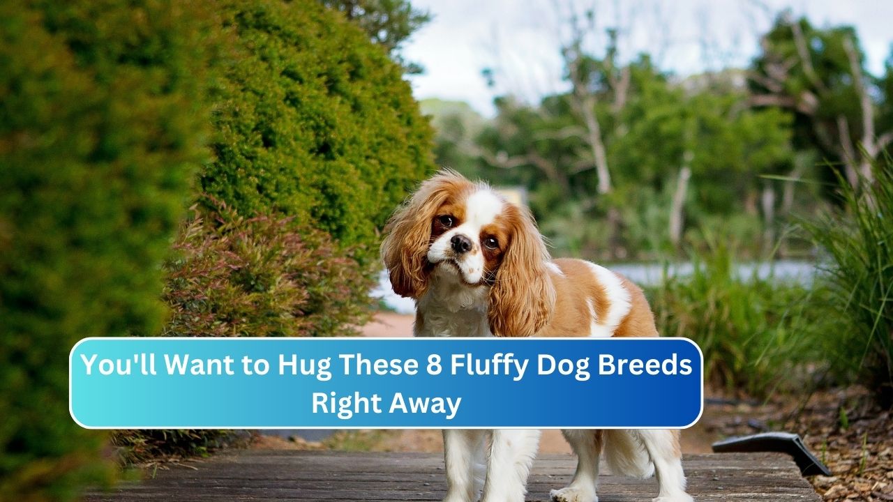 You'll Want to Hug These 8 Fluffy Dog Breeds Right Away