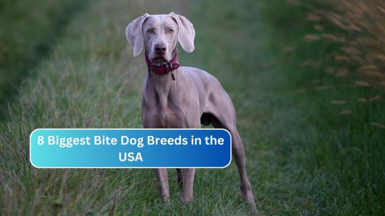 Top 8 Biggest Bite Dog Breeds in the USA