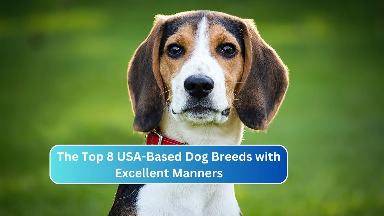 The Top 8 USA-Based Dog Breeds with Excellent Manners