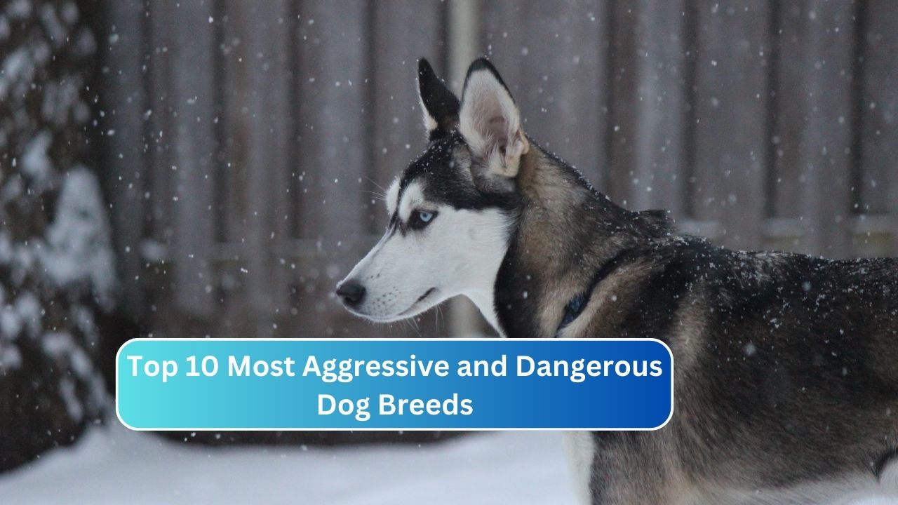 Top 10 Most Aggressive and Dangerous Dog Breeds