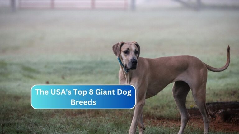 The USA's Top 8 Giant Dog Breeds