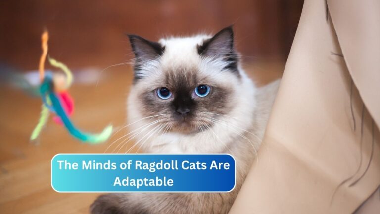 The Minds of Ragdoll Cats Are Adaptable