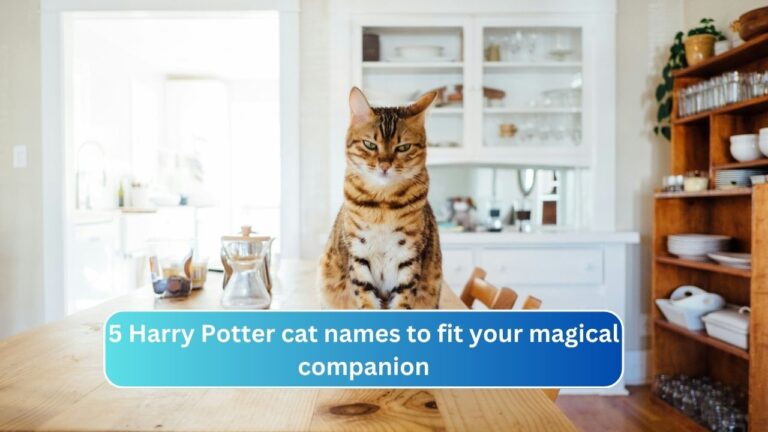 5 Harry Potter cat names to fit your magical companion