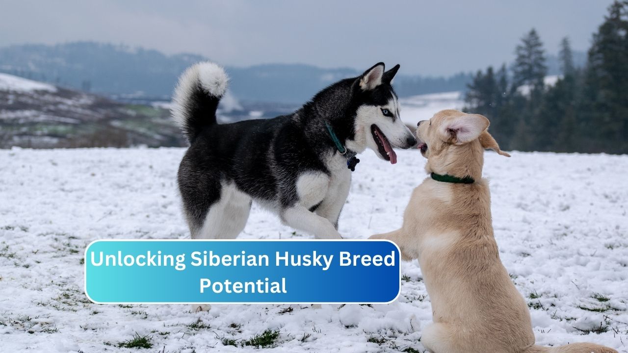 Unlocking Siberian Husky Breed Potential