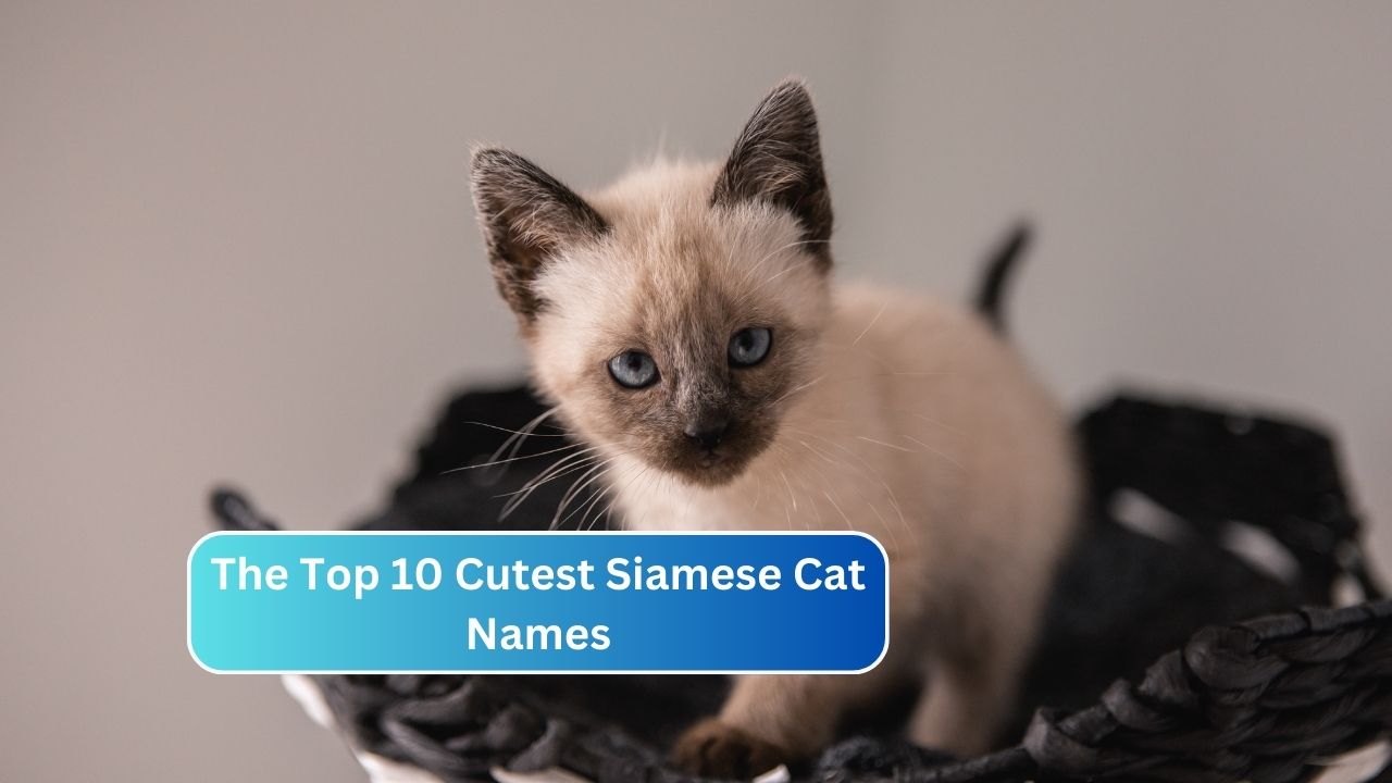 The Top 10 Cutest Siamese Cat Names
