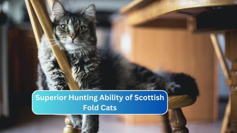 Superior Hunting Ability of Scottish Fold Cats