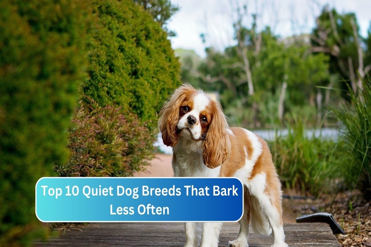 Top 10 Quiet Dog Breeds That Bark Less Often