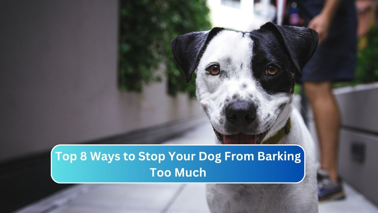 Top 8 Ways to Stop Your Dog From Barking Too Much