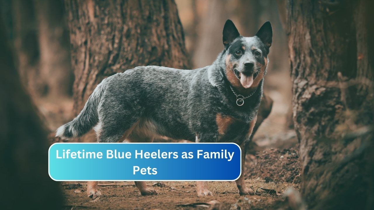 Lifetime Blue Heelers as Family Pets