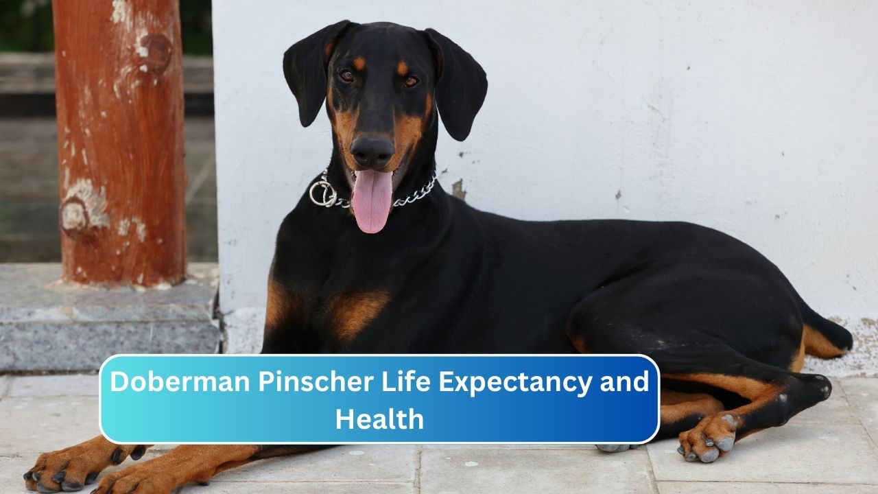 Doberman Pinscher Life Expectancy and Health