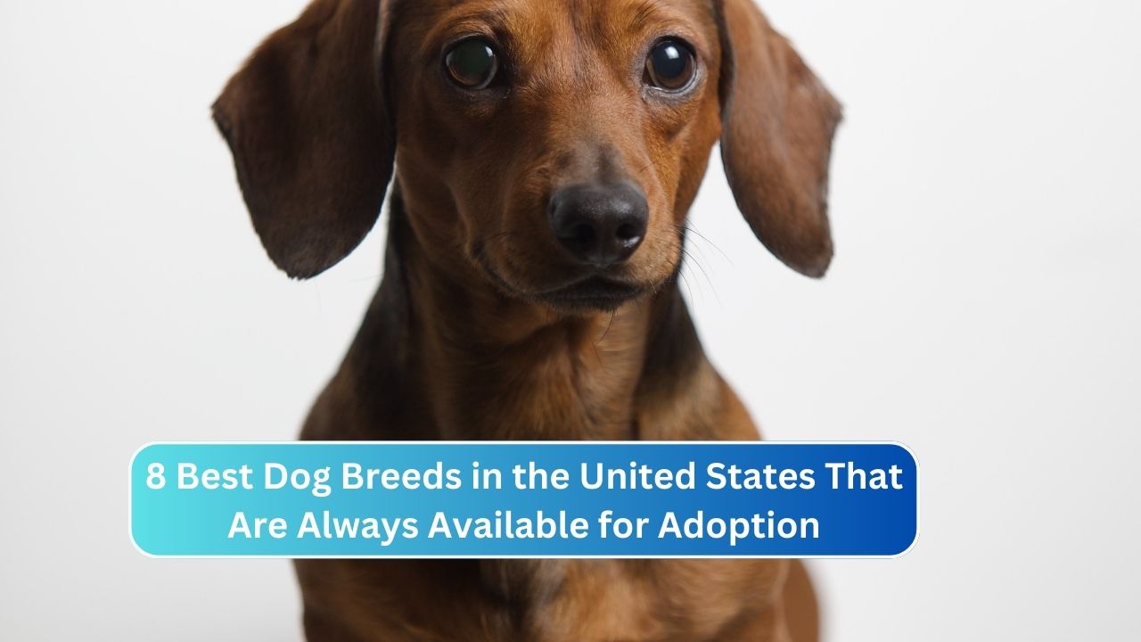 8 Best Dog Breeds in the United States That Are Always Available for Adoption