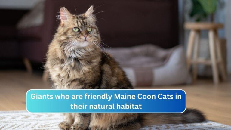 Giants who are friendly Maine Coon Cats in their natural habitat