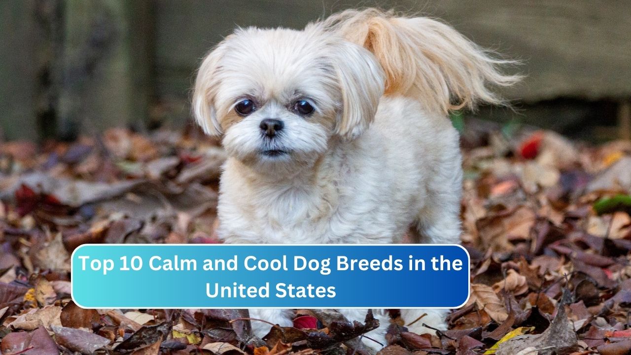 Top 10 Calm and Cool Dog Breeds in the United States