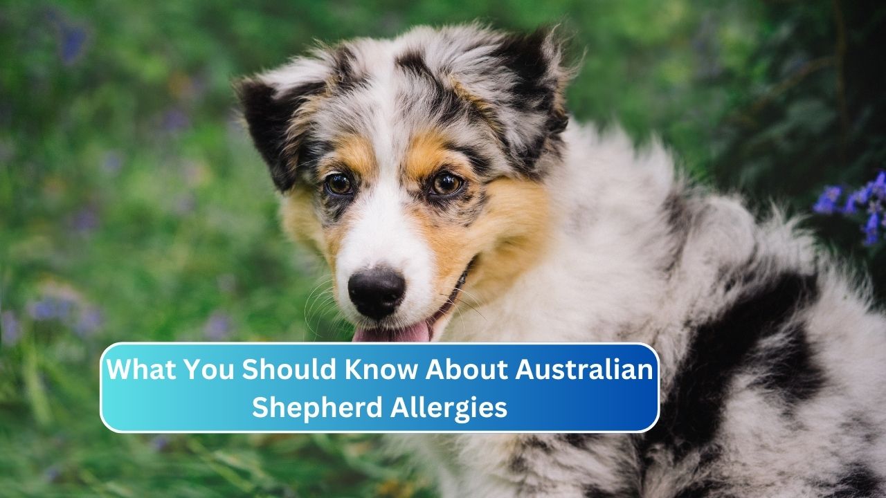 What You Should Know About Australian Shepherd Allergies
