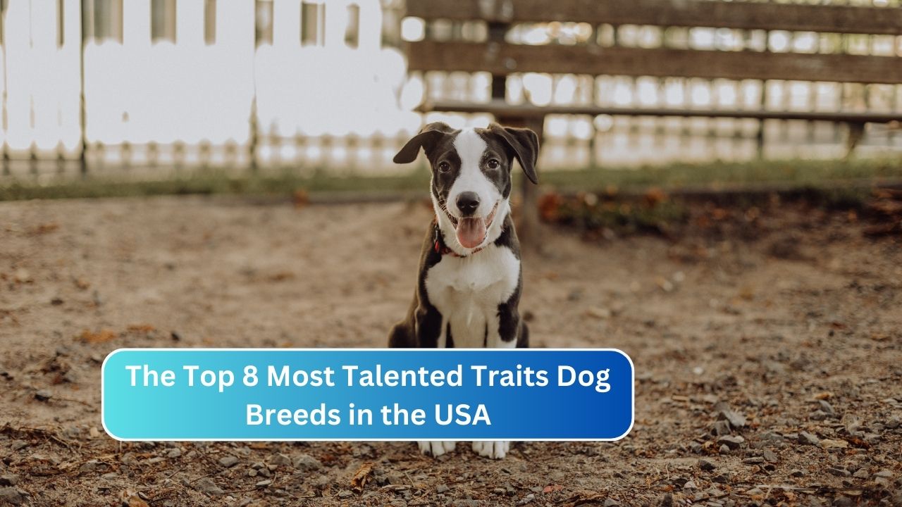 The Top 8 Most Talented Traits Dog Breeds in the USA