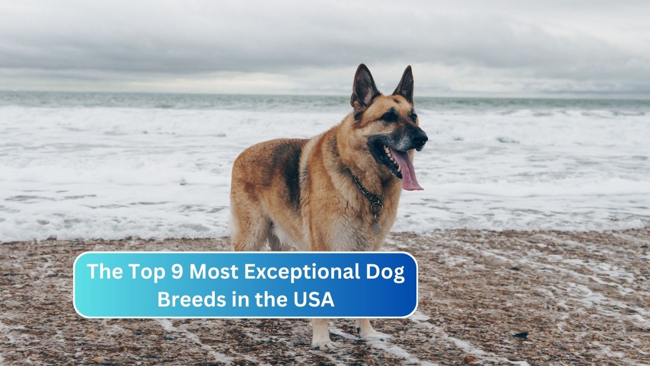 The Top 9 Most Exceptional Dog Breeds in the USA