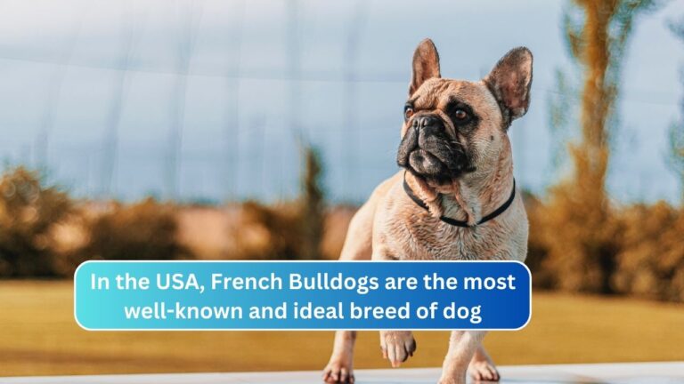 In the USA, French Bulldogs are the most well-known and ideal breed of dog