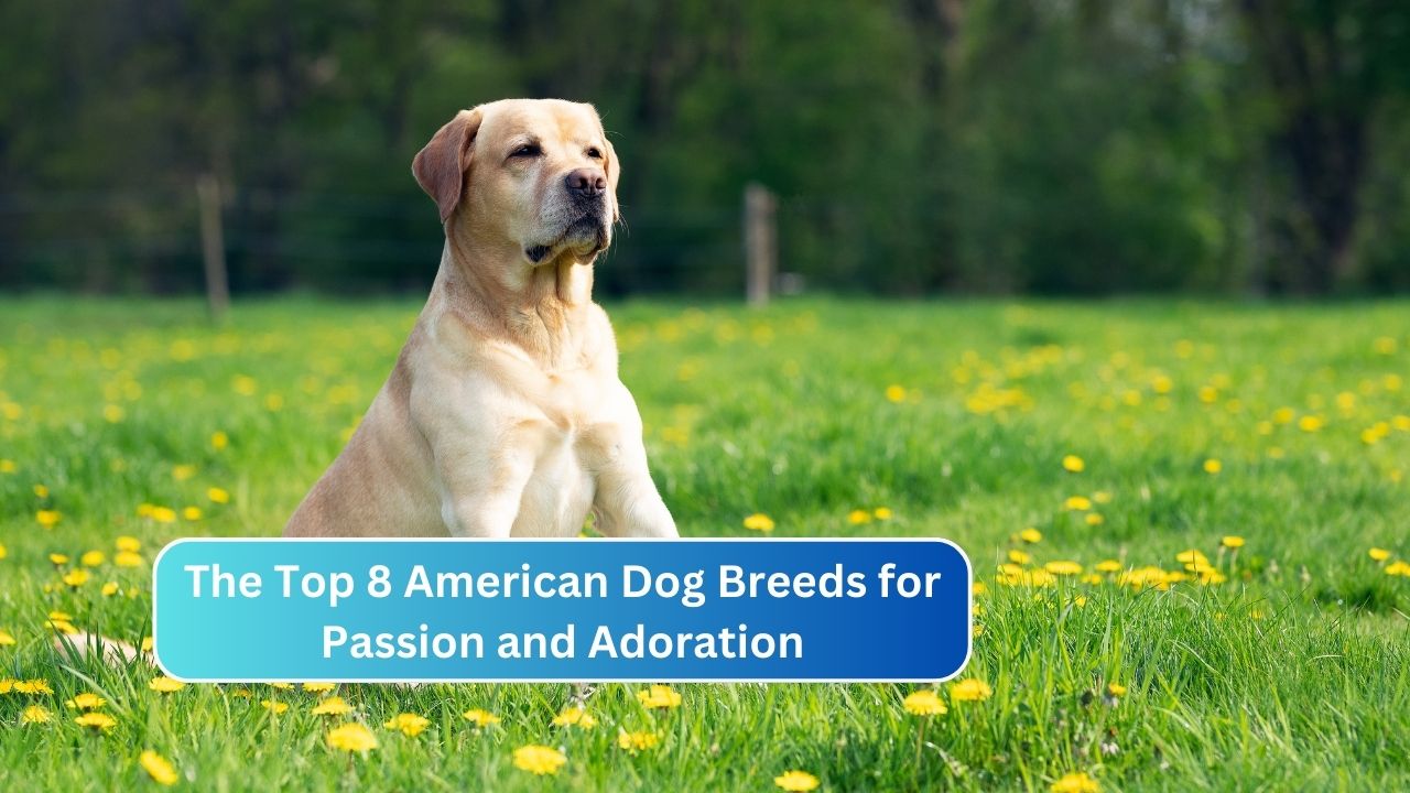 The Top 8 American Dog Breeds for Passion and Adoration