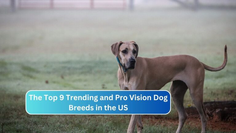 The Top 9 Trending and Pro Vision Dog Breeds in the US