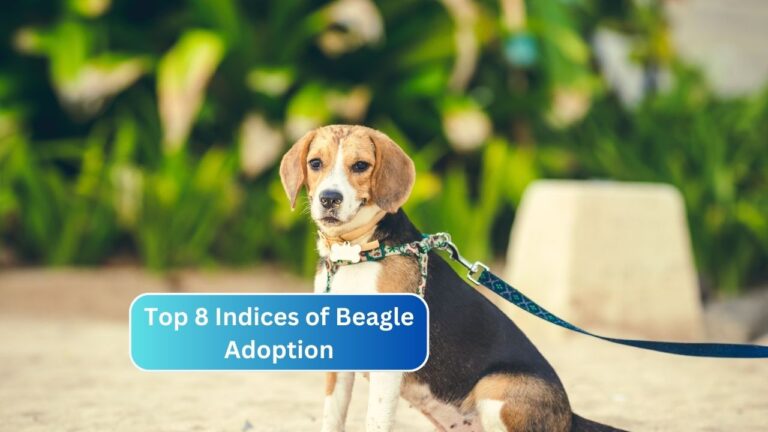 Top 8 Indices of Beagle Adoption