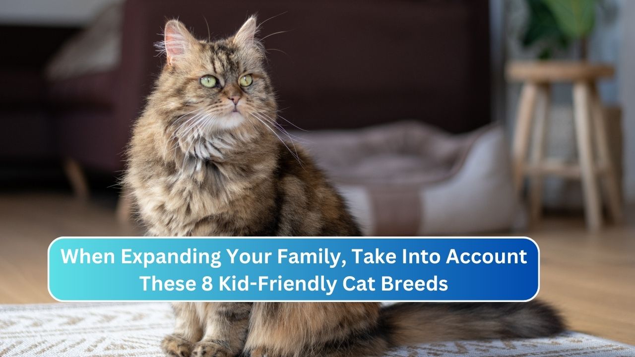 When Expanding Your Family, Take Into Account These 8 Kid-Friendly Cat Breeds