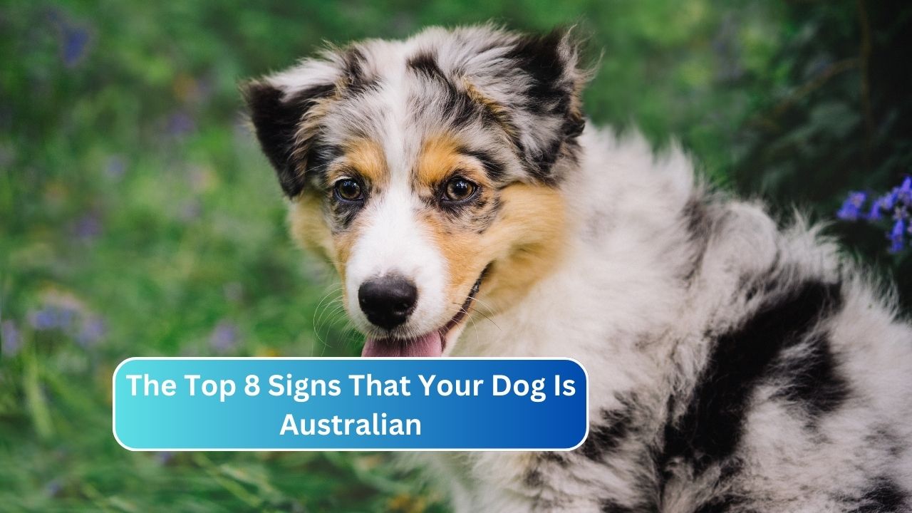 The Top 8 Signs That Your Dog Is Australian
