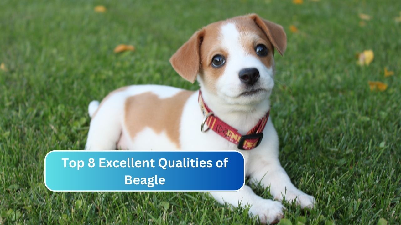 Top 8 Excellent Qualities of Beagle