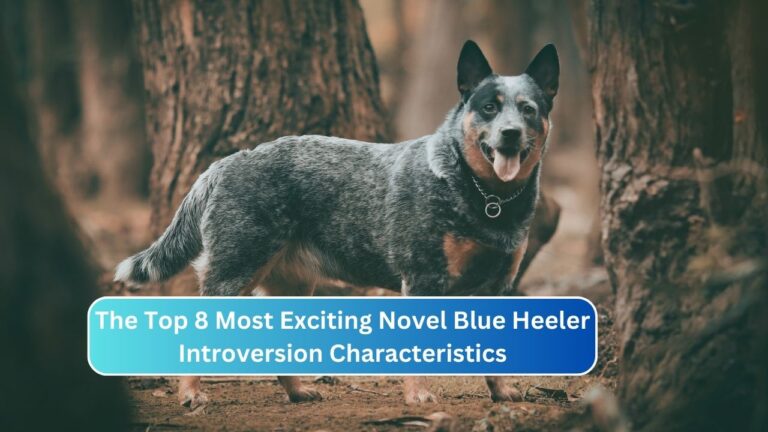 Blue Heeler