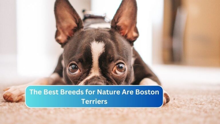 Boston Terriers