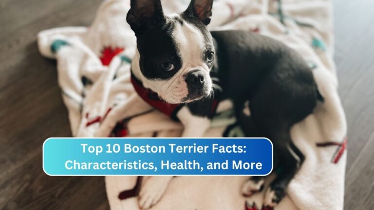 Boston Terrier