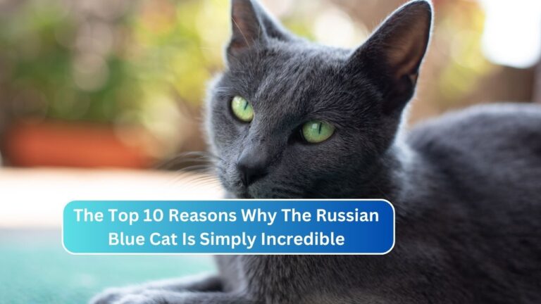 The Top 10 Reasons Why The Russian Blue Cat Is Simply Incredible