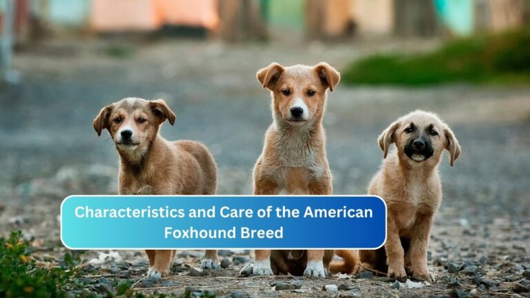 Characteristics and Care of the American Foxhound Breed
