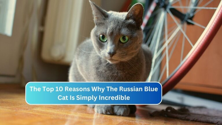 The Top 10 Reasons Why The Russian Blue Cat Is Simply Incredible