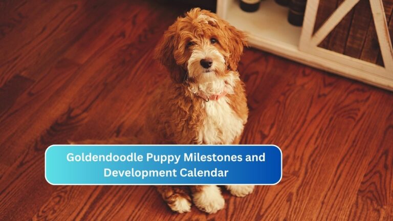 Goldendoodle Puppy Milestones and Development Calendar