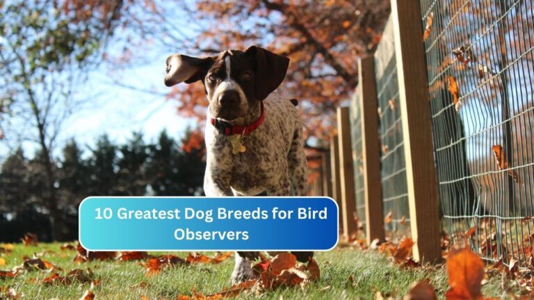 10 Greatest Dog Breeds for Bird Observers