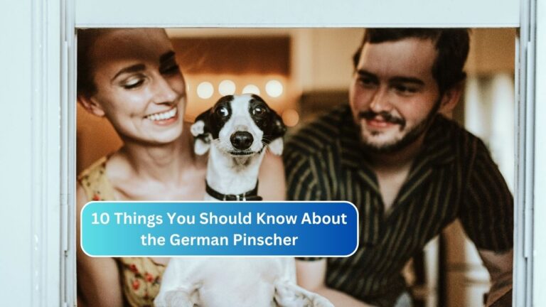 10 Things You Should Know About the German Pinscher