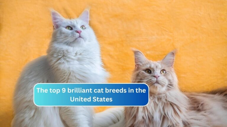 The top 9 brilliant cat breeds in the United States