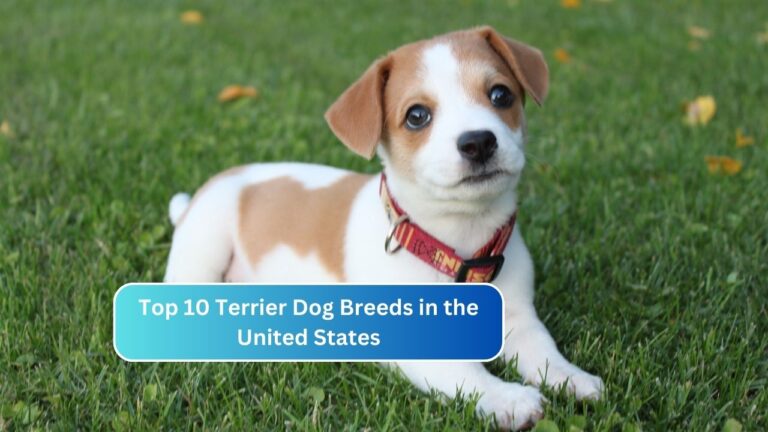 Top 10 Terrier Dog Breeds in the United States