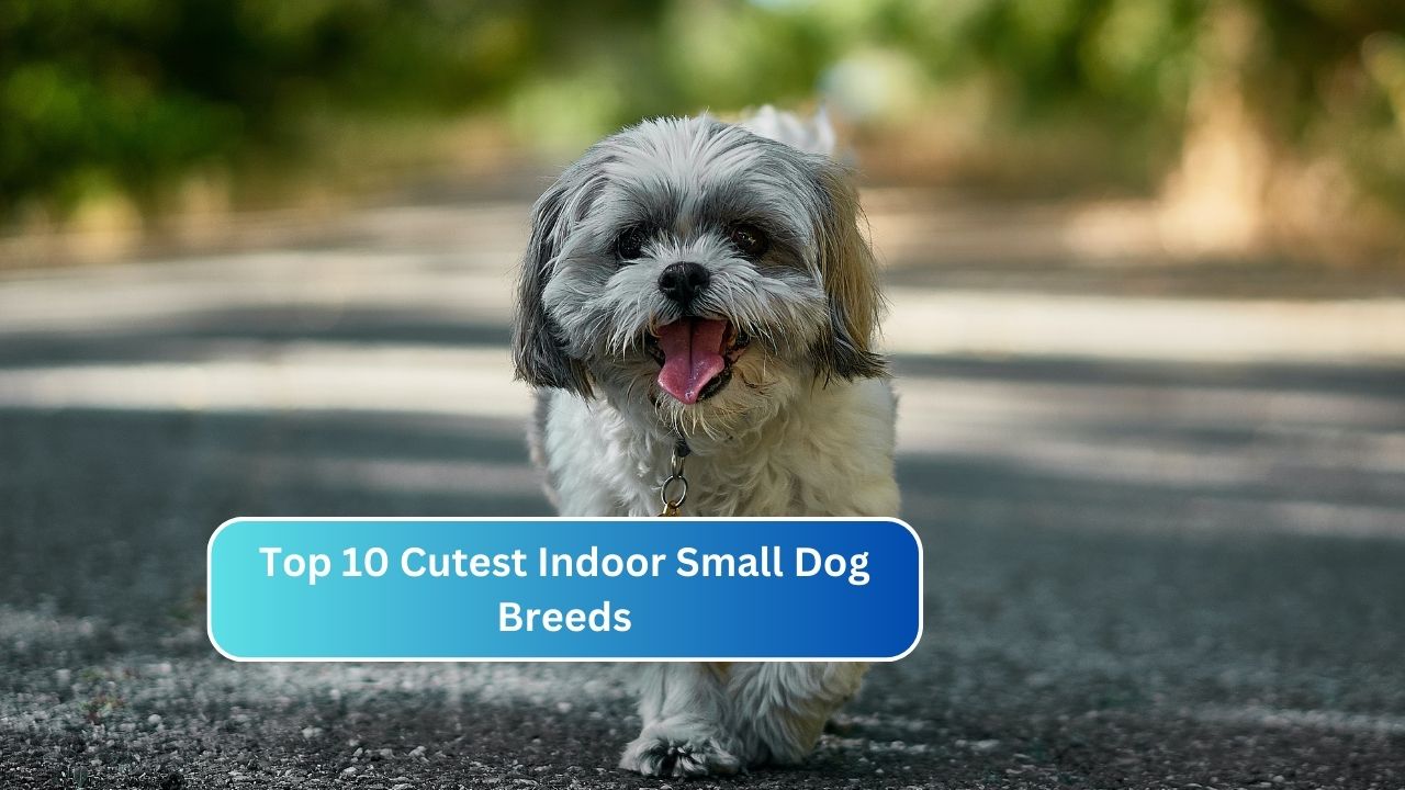 Top 10 Cutest Indoor Small Dog Breeds