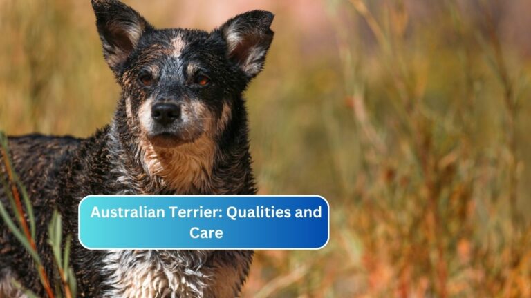 Australian Terrier: Qualities and Care