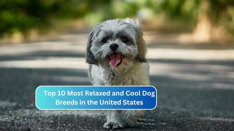 Top 10 Most Relaxed and Cool Dog Breeds in the United States