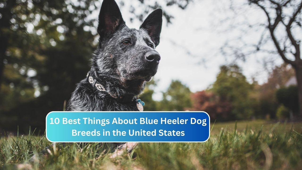 10 Best Things About Blue Heeler Dog Breeds in the United States